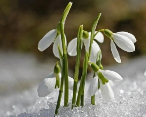 Березень змінює настрій: завтра ще тепло, а вже з середи опади