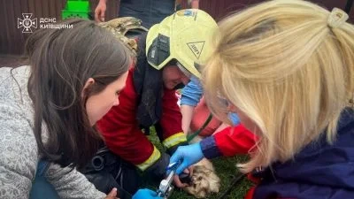 В Київській області російський дрон влучив в ветеринарну клініку: загинули тварини